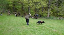 Hundepräsentation 2023